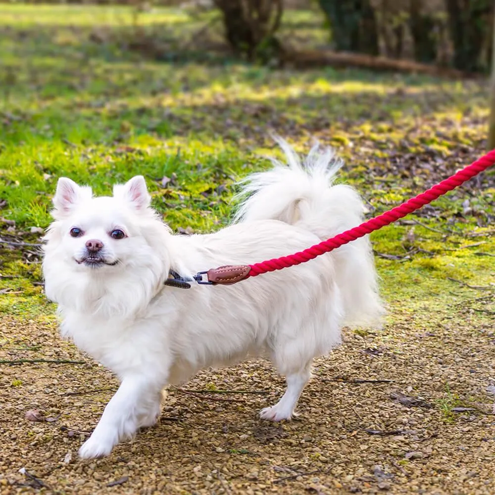 AllPetSolutions Cotton Rope Dog Lead, Red, 120cm